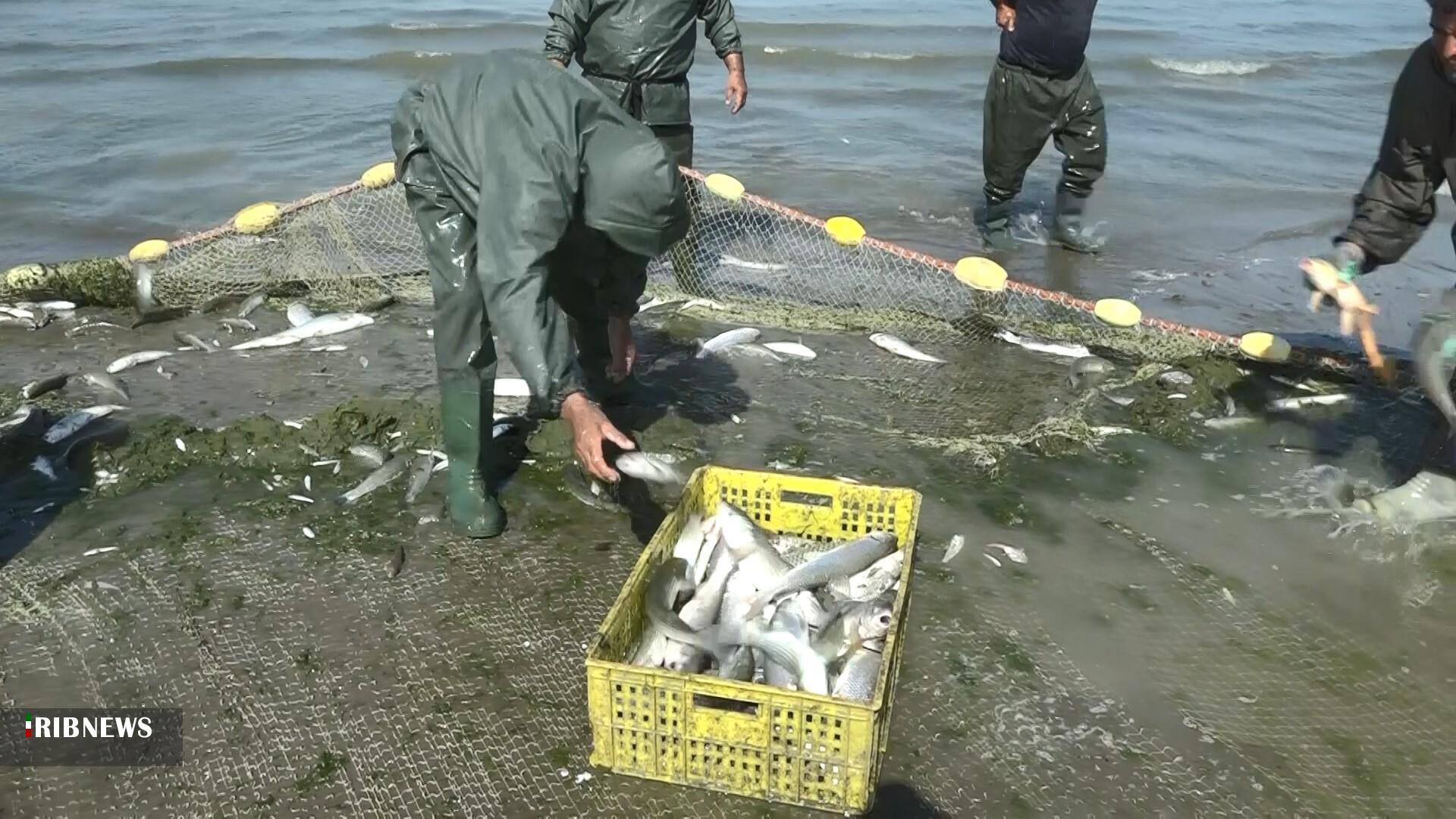 افزایش ۵ درصدی صید ماهیان استخوانی از خزر