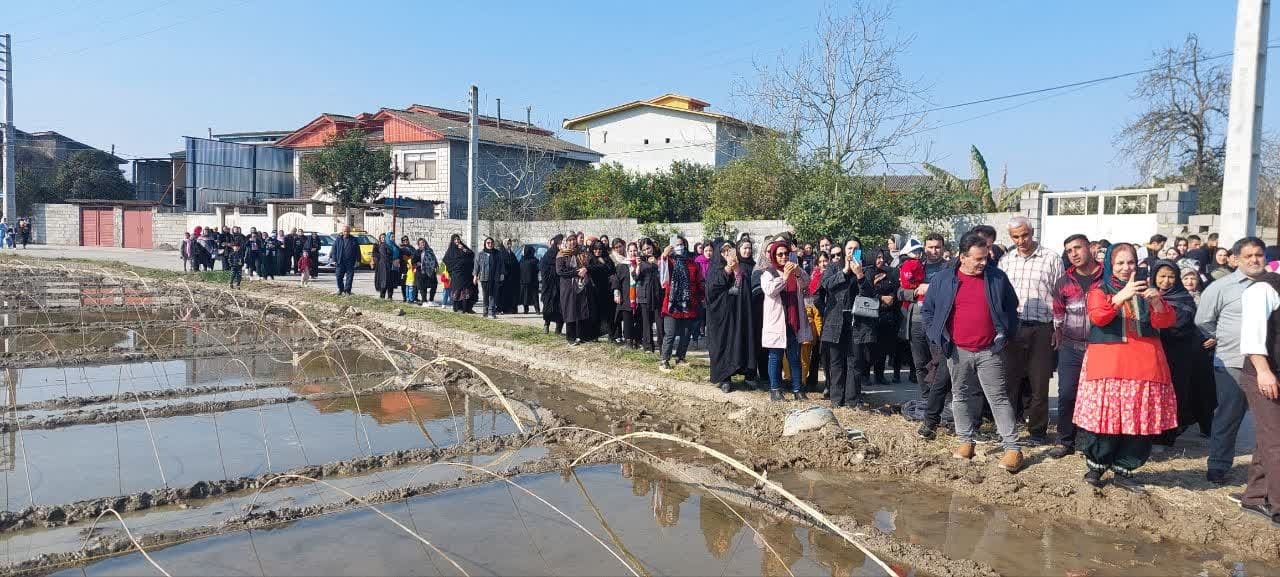 برگزاری جشنواره شالیزار در دابودشت آمل