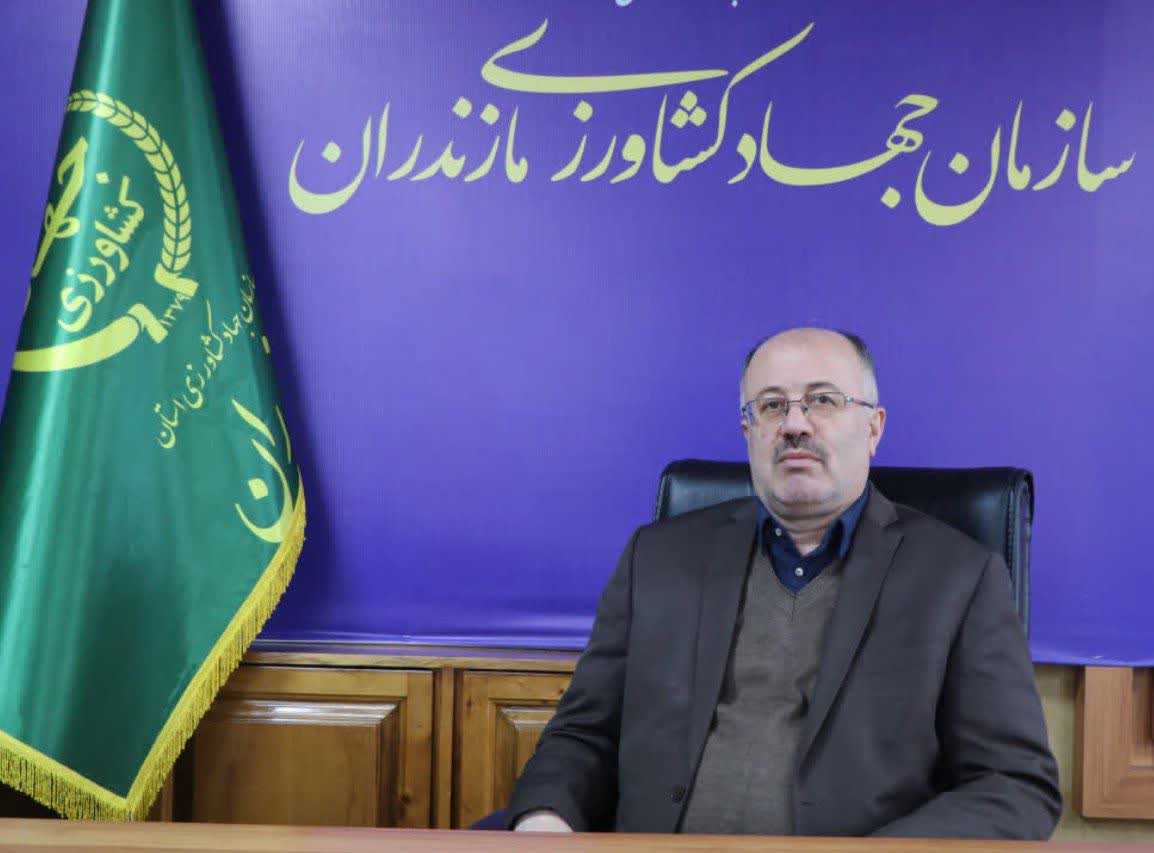 مازندران با اجرای طرح مزارع الگویی برنج در بیش از یکهزار هکتار، رتبه برتر کشوری را کسب کرد