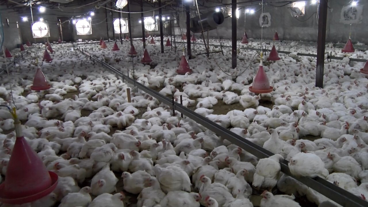 قول وزیر جهاد کشاورزی برای اصلاح ساختار مرغداریها