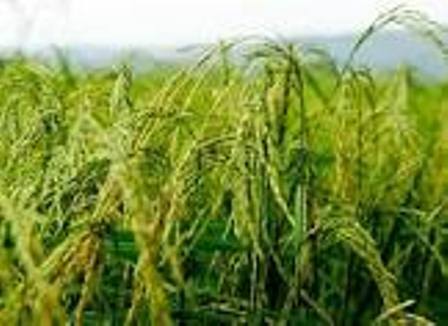 ممنوعیت زود هنگام برداشت برنج