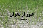 عبور کشتزارهای مازندران از بحران خشکسالی عبور کشتزارهای مازندران از بحران خشکسالی