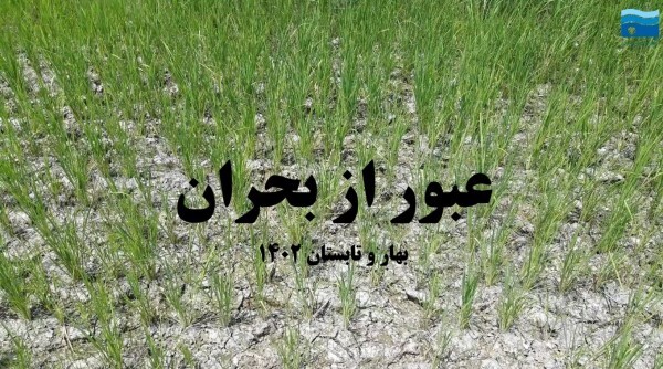 عبور کشتزارهای مازندران از بحران خشکسالی
