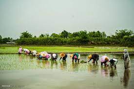 فیلم/ انتخاب برنجکار رقم طارم هاشمی( نمونه استانی)