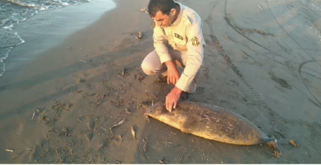 کشف لاشه فُک خزری در ساحل جویبار