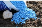 توزیع ۶۳۰۰ تن کود فسفاته در مازندران