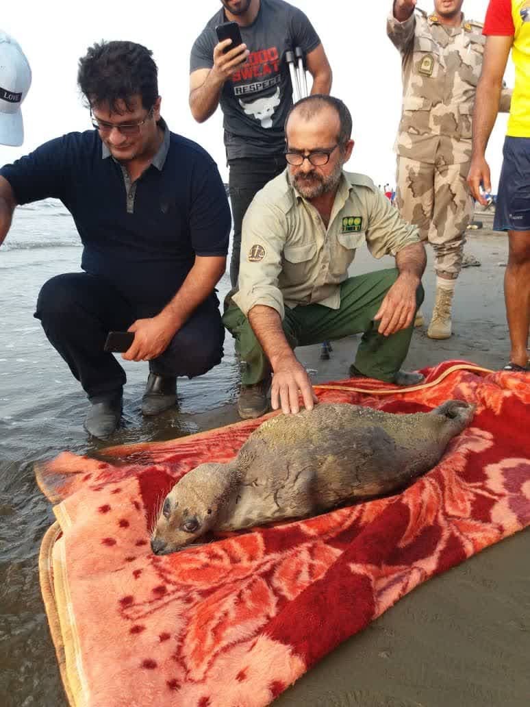 کشف سومین فک خزری در ساحل جویبار