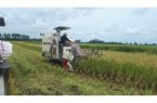 برداشت مکانیزه ۱۵۹ هزار هکتار مزارع برنج در مازندران