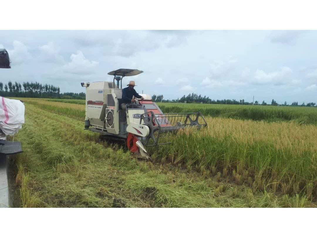 برداشت مکانیزه ۱۵۹ هزار هکتار مزارع برنج در مازندران