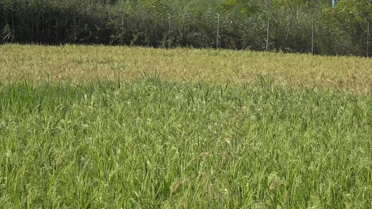 معرفی رقم جدید برنج در دانشگاه علوم کشاورزی ساری