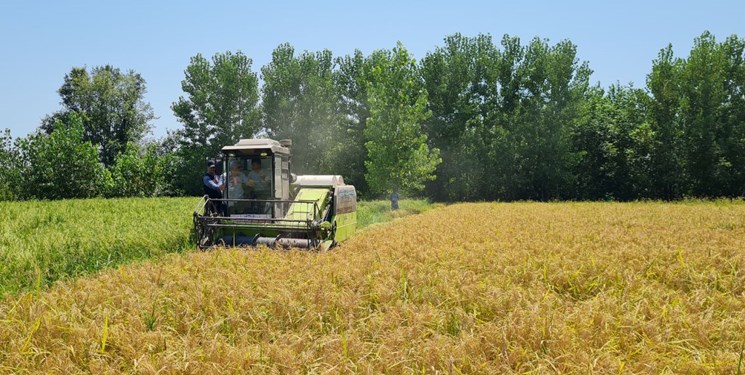 ادامه برداشت برنج های شمال