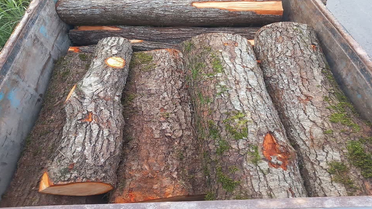 کشف چوب آلات قاچاق با عملیات مشترک سپاه و نیرو‌های سرجنگلبانی