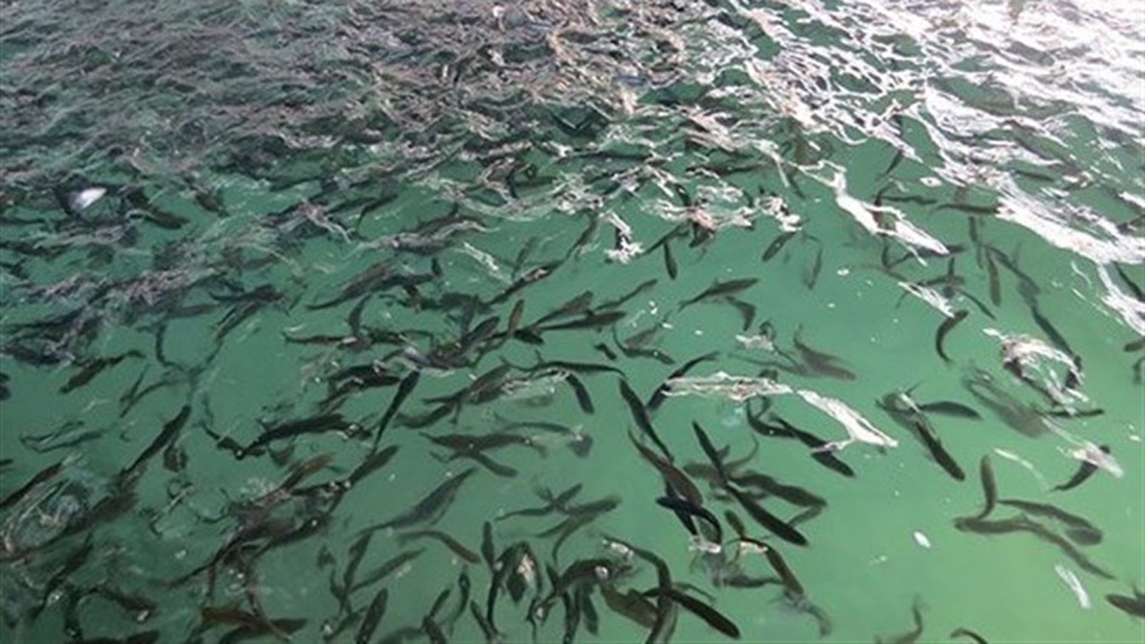 افزایش تولید بچه ماهیان در مرکز بازسازی ذخایر کلاردشت