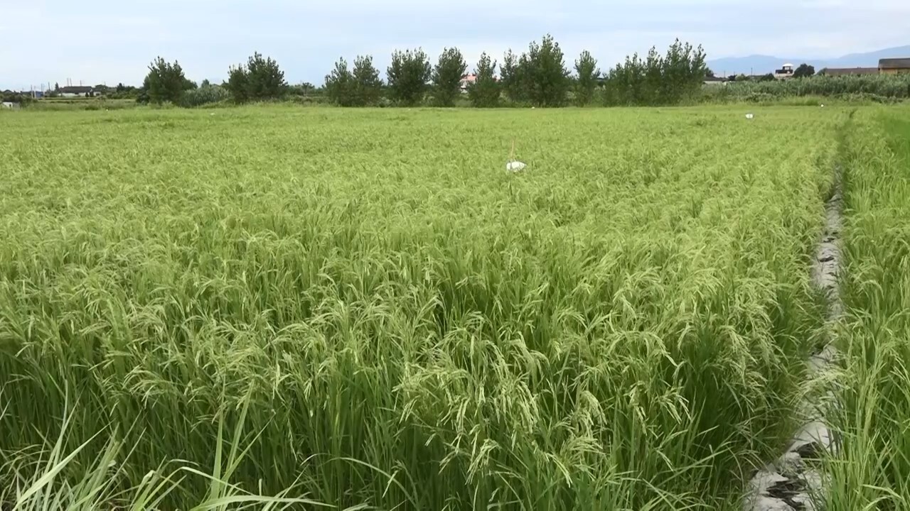 مدیریت تنش آبی در مازندران