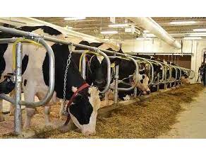 فعالیت ۲ هزار واحد دامداری در جویبار