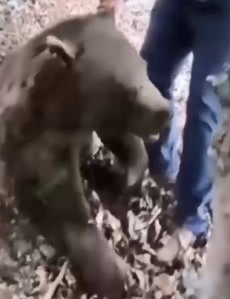 خرس قهوهای با گلوله در جنگل های سوادکوه کشته شد