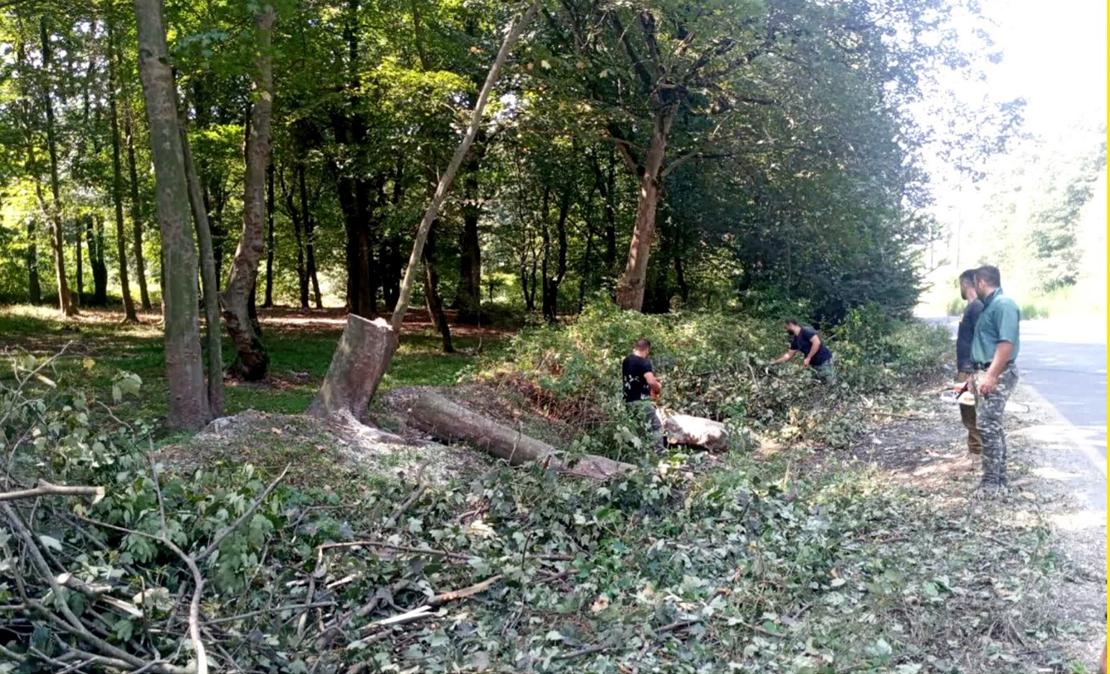 قاچاقچیان چوب تلافی کردند؛ قطع درختان کنار جاده منطقه امامزاده عبدالله آمل