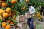 باغداران از برداشت نارنگی نارس خودداری کنند