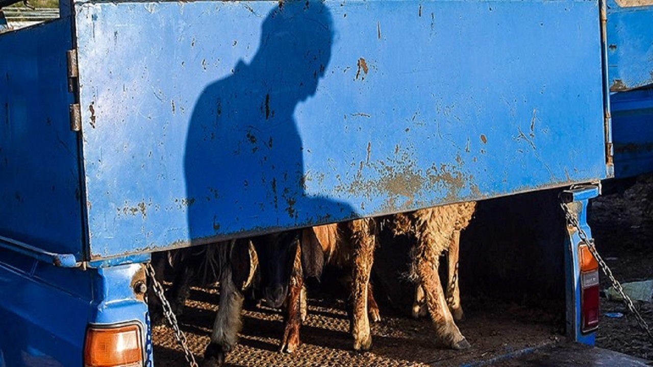 دستگیری باند سارقان سابقه دار احشام 