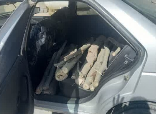 دستگیری متهم قطع درختان در بلده نور