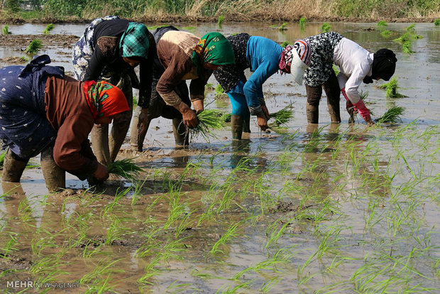 رنج نامه برنجکاران/ داغ های باغداران