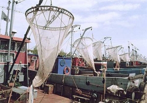 درآمد ۵۵میلیارد تومانی صیادان مازندرانی از صید کیلکا