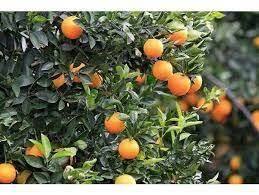 پیش بینی تولید ۱۷۷ هزار تن پرتقال در جویبار