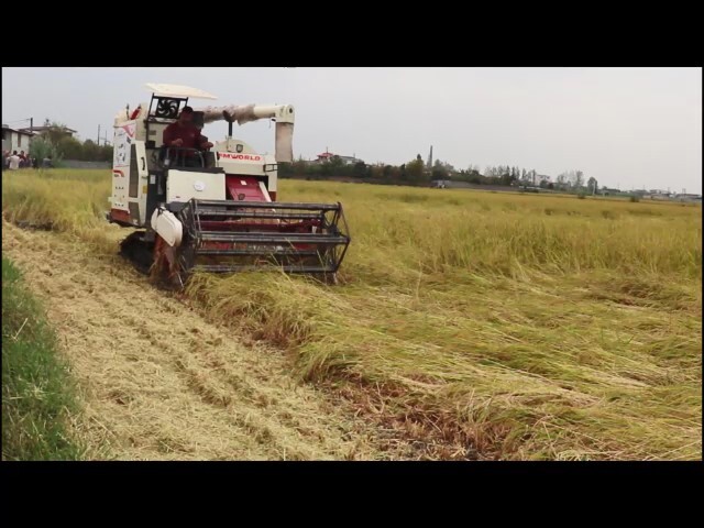 اجرای طرح مدیریت تلفیقی کشت دوم برنج در شالیزار‌های بابل