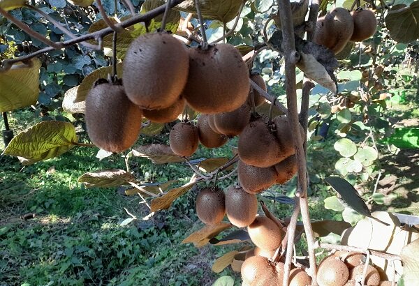 ۱۱۰۰ تن محصول کیوی از مازندران صادر شد