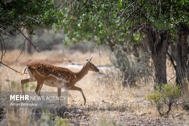 تولد ۱۳ راس گوساله مرال و گوزن زرد ایرانی در پناهگاه سمسکنده