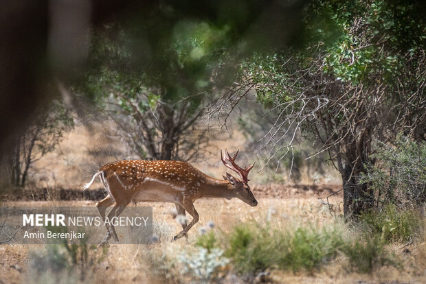 انتقال گوزن زرد ایرانی از ساری به لرستان