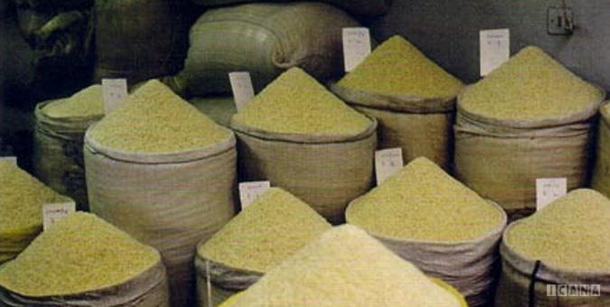 برنج پایین‌تر از هزینه تولید خریداری می‌شود/ دستگاه‌های دولتی برای مصرف روزانه کارمندان خود از برنج وارداتی استفاده می‌کنند