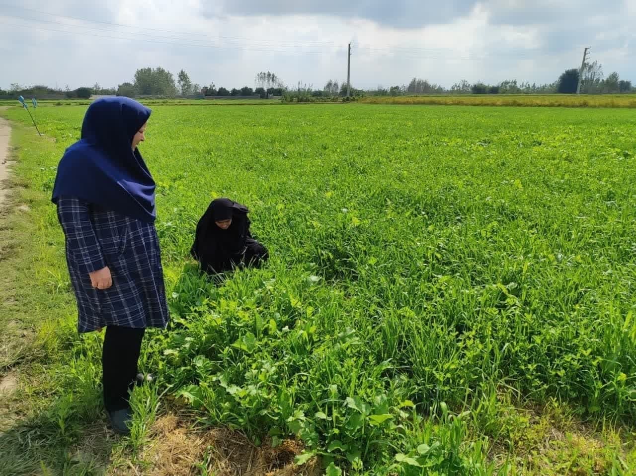 علوفه کاری بیش از ۱۰ هزار هکتار از مزارع در بابل