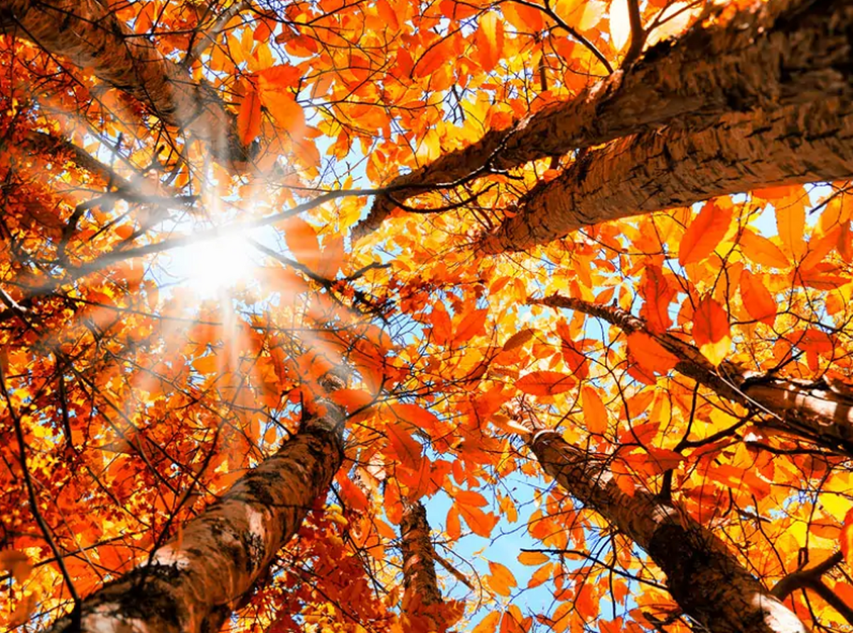 آغاز روند افزایشی دما پس از یک شب بارانی