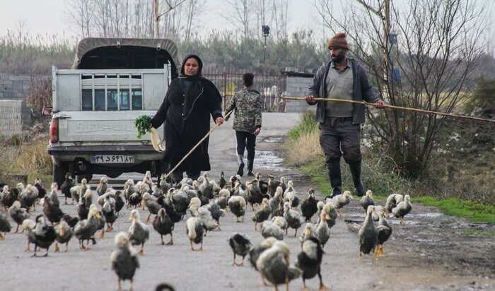 آنفلوآنزای فوق حاد پرندگان در کمین شهروندان