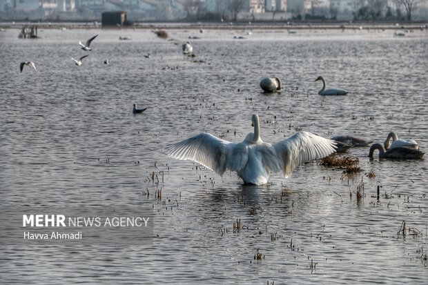 بازار فروش پرندگان در فریدونکنار جمع‌آوری شد