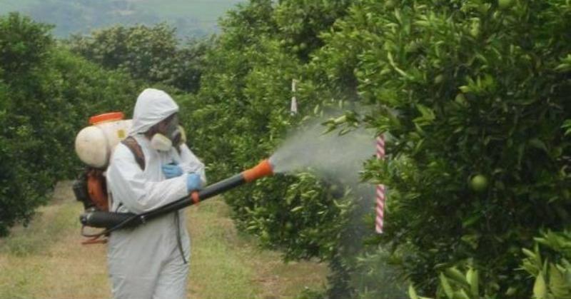 مبارزه زمستانه با آفات و بیماریهای مرکبات