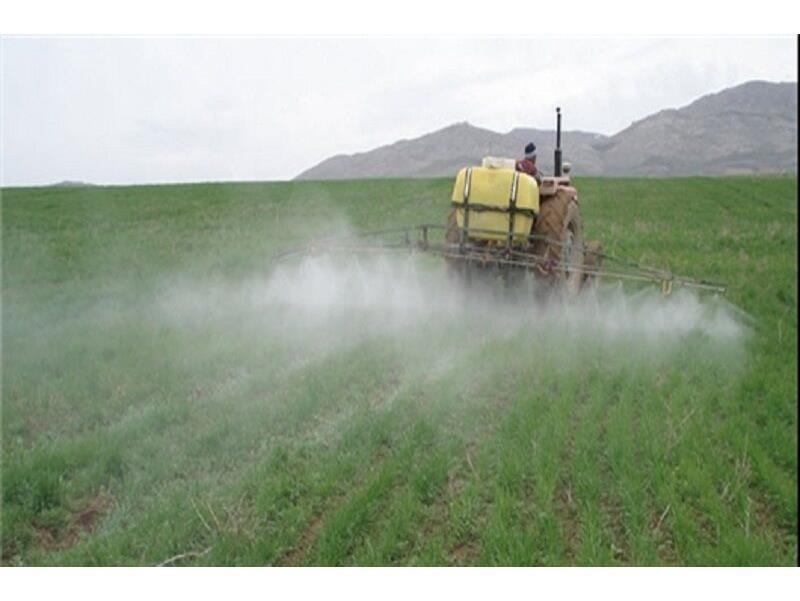 مبارزه با علفهای هرز در ۵ هزار هکتار مزارع گندم نکا