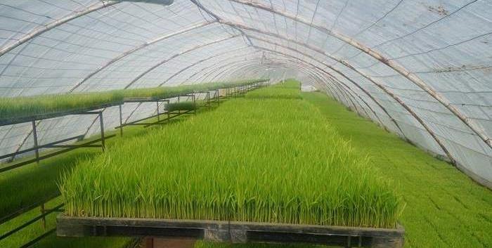 خزانه گیری ۱۴۰ هزار هکتار شالیزار مازندران