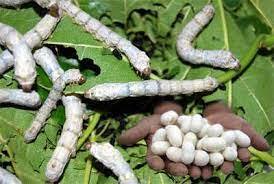 فعالیت ۲۸ روستای بخش بابلکنار در صنعت نوغانداری