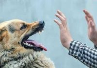 کاهش ۸ درصدی مصدومان سگگرفتگی در مازندران کاهش ۸ درصدی مصدومان سگگرفتگی در مازندران