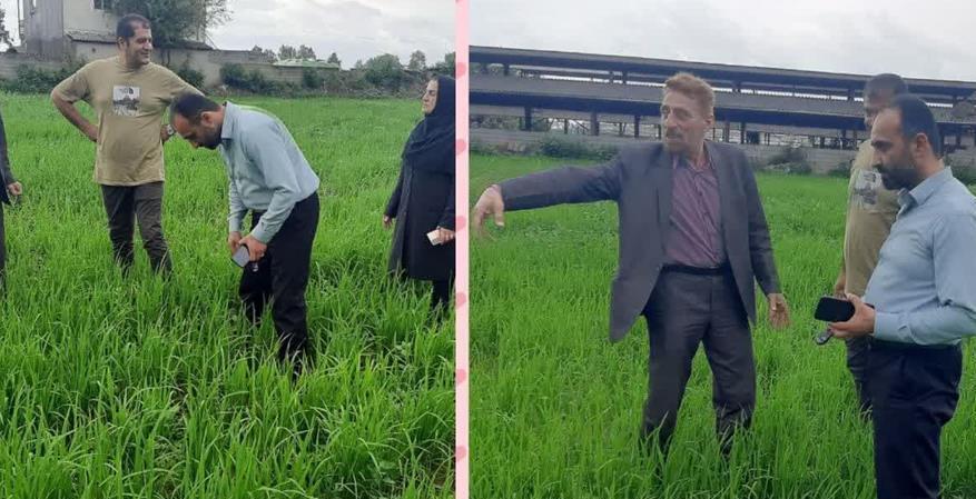 خشکه کاری برنج در شالیزارهای آمل