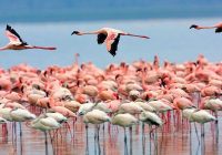 پرنده نگری در میانکاله