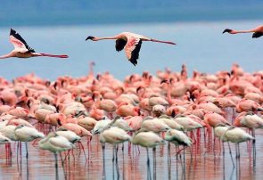 پرنده نگری در میانکاله