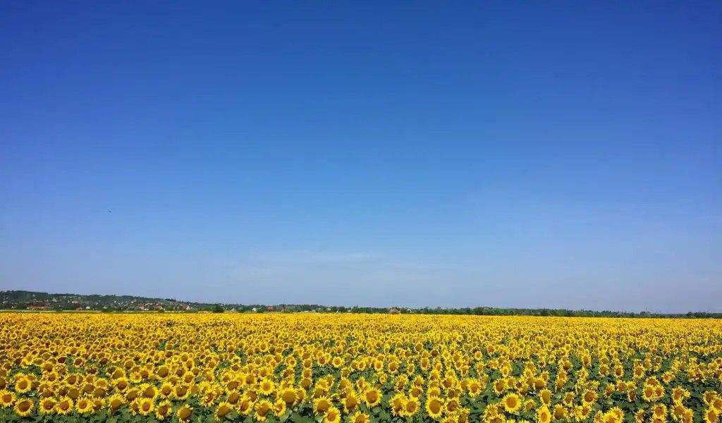 گردشگری یا کشاورزی؟ جنگ پنهان سرمایه در مازندران!