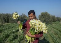 نذر گل نرگس جویبار به آستان مقدس امام رضا (ع)