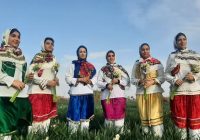 جشنواره ای با عطر گل نرگس در جویبار جشنواره ای با عطر گل نرگس در جویبار