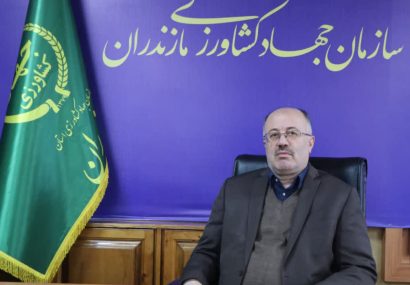مازندران با اجرای طرح مزارع الگویی برنج در بیش از یکهزار هکتار، رتبه برتر کشوری را کسب کرد مازندران با اجرای طرح مزارع الگویی برنج در بیش از یکهزار هکتار، رتبه برتر کشوری را کسب کرد